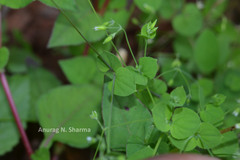 Arenaria serpyllifolia